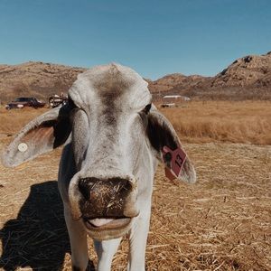 Meet your Posher, Sophie